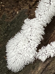 Ceratiomyxa