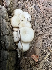 Pleurotus ostreatus