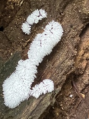 Ceratiomyxa