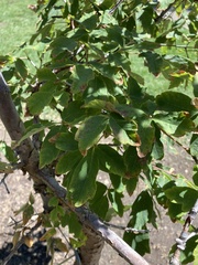 Acer griseum