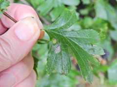 Phyllocoptes goniothorax