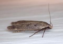 Anacampsis
