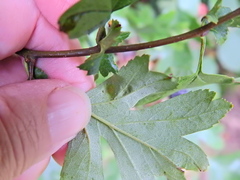 Phyllocoptes goniothorax