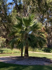 Brahea edulis