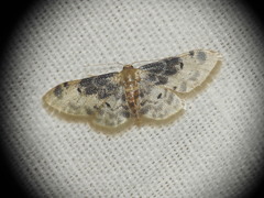 Idaea filicata
