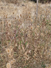 Dipsacus fullonum