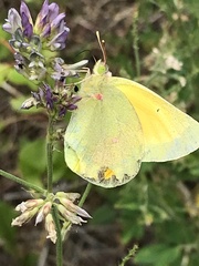 Colias christina