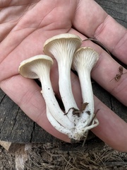 Pleurotus ostreatus
