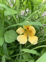 Tropaeolum majus