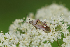 Dolycoris baccarum