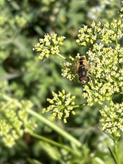 Eristalis arbustorum