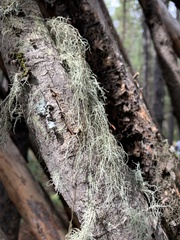 Alectoria sarmentosa