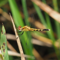 Erythrodiplax minuscula