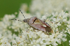 Dolycoris baccarum