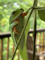 Agalychnis callidryas