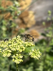 Eristalis arbustorum