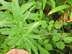 Mompha raschkiella