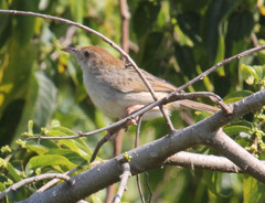 Cisticola chiniana
