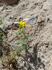 Solanum corneliomulleri