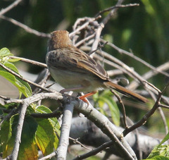 Cisticola chiniana