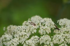 Dolycoris baccarum