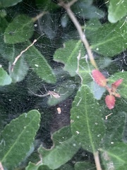 Frontinella pyramitela