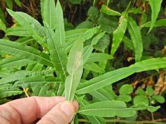 Mompha raschkiella