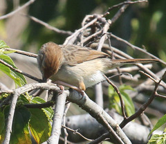 Cisticola chiniana