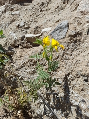 Solanum corneliomulleri