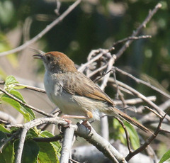 Cisticola chiniana