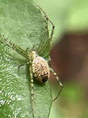Mangora maculata