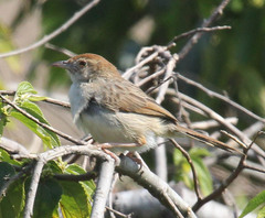 Cisticola chiniana