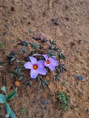 Oxalis callosa