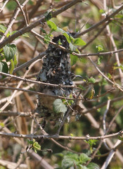 Cinnyris bifasciatus