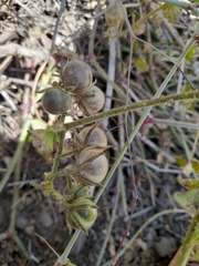 Solanum corneliomulleri