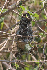 Cinnyris bifasciatus