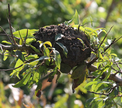Crematogaster peringueyi