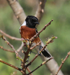 Saxicola torquatus