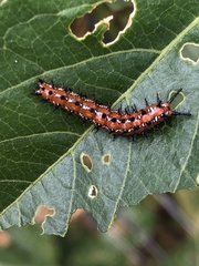 Euptoieta claudia
