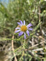 Symphyotrichum lentum
