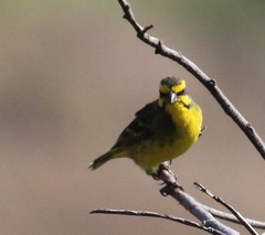 Crithagra mozambica