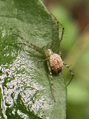 Mangora maculata