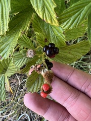 Rubus cuneifolius