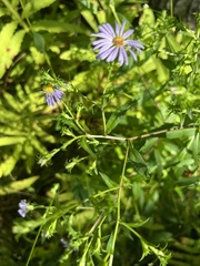 Symphyotrichum puniceum