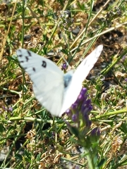 Pontia occidentalis