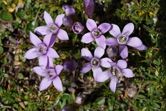 Gentianella germanica