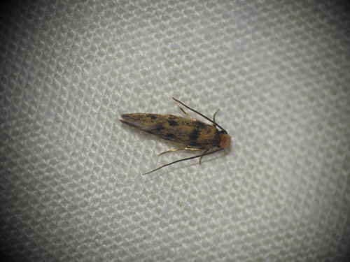 Tinea basifasciella