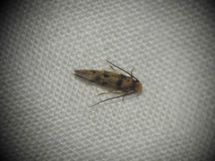 Tinea basifasciella