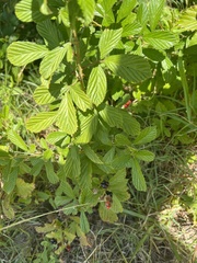 Rubus cuneifolius