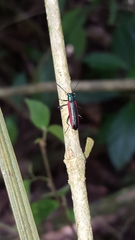 Strongylium championi